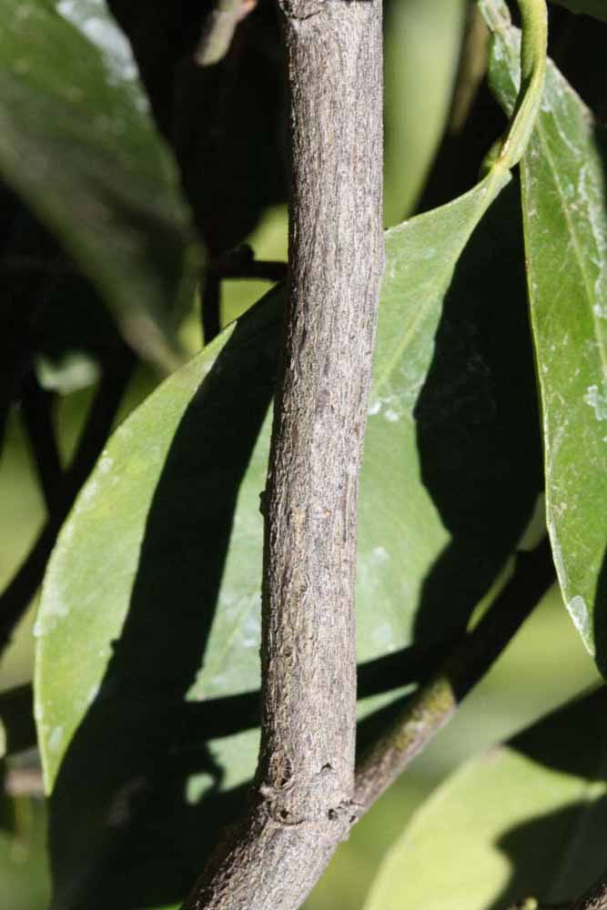              Second - third year twig (Riverside, CA)       